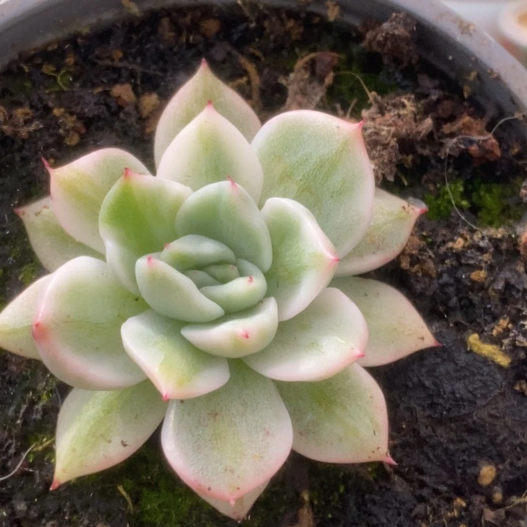 473东云杂锦锦锦锦锦锦锦锦