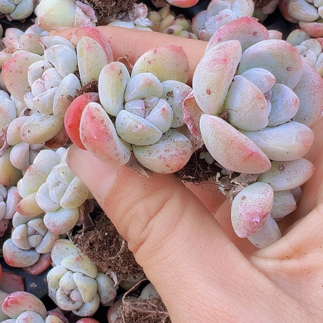双头老货冰玉苗7颗