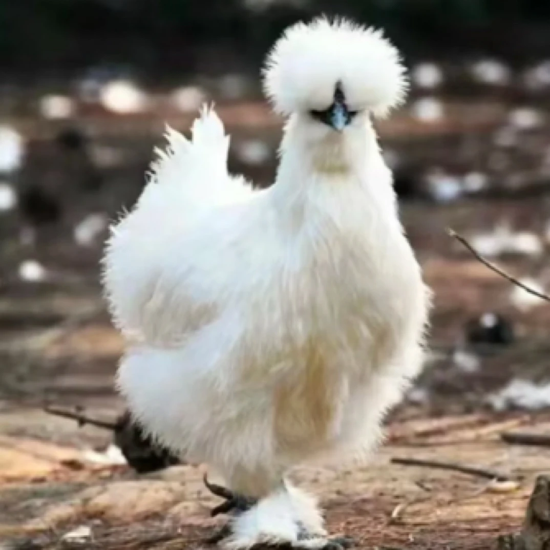 （京东包邮）泰和白凤乌鸡宠物鸡单只2.5斤左右