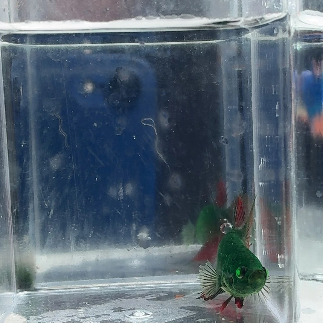 斗鱼泰国斗鱼直播41