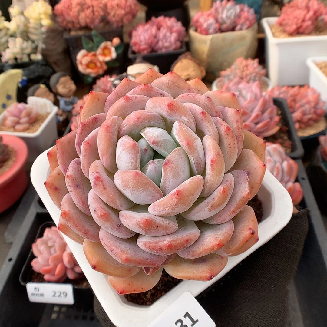 231蒙克多肉植物6666