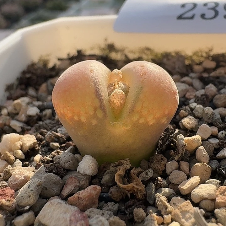 239。风铃。 肉锥。