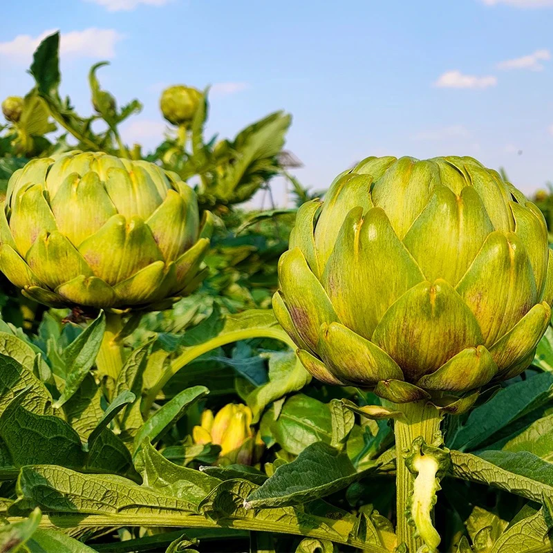 【老果】老果晒茶泡水云南特产朝鲜蓟蔬菜洋蓟现摘现发