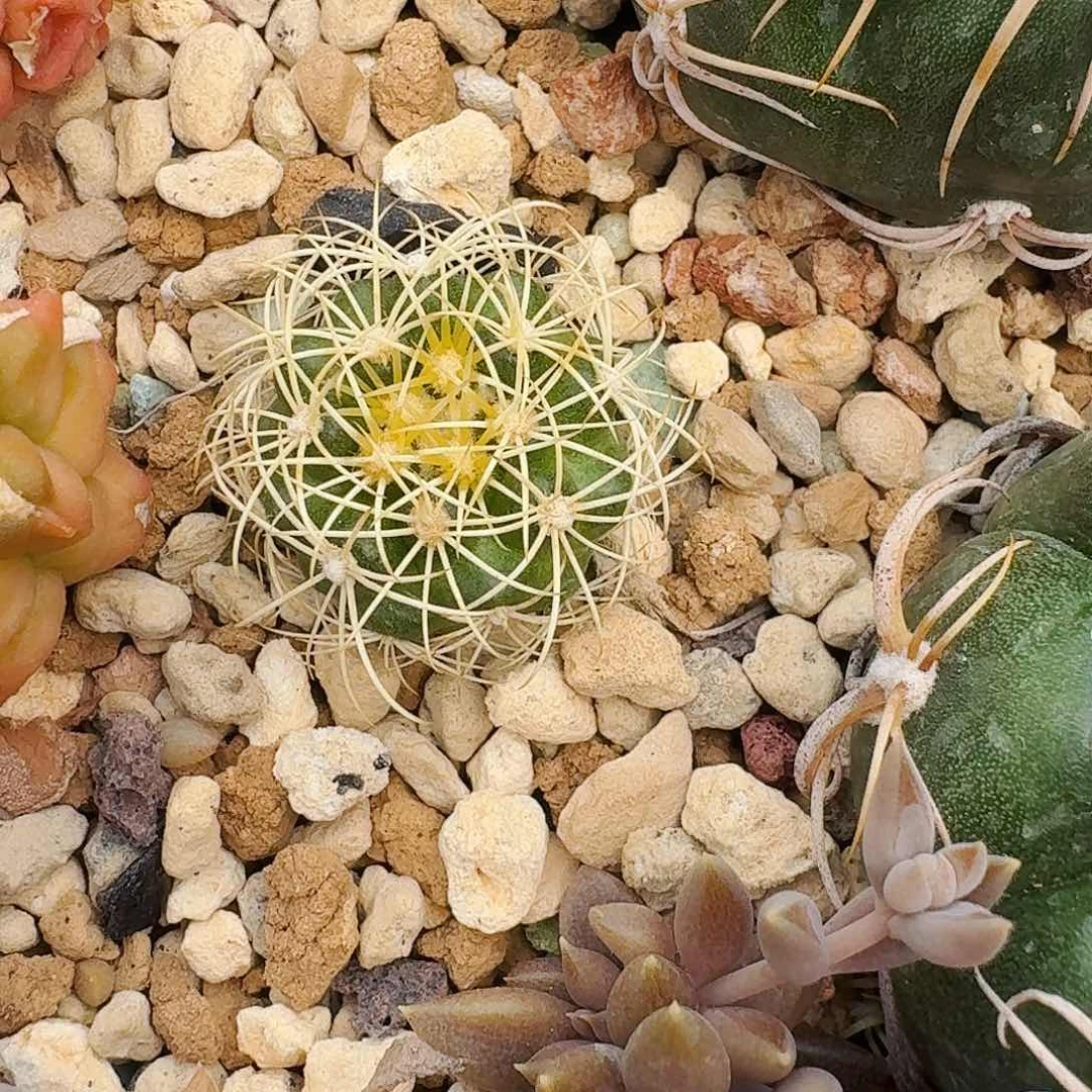 直播间，游戈哥哥，专拍，