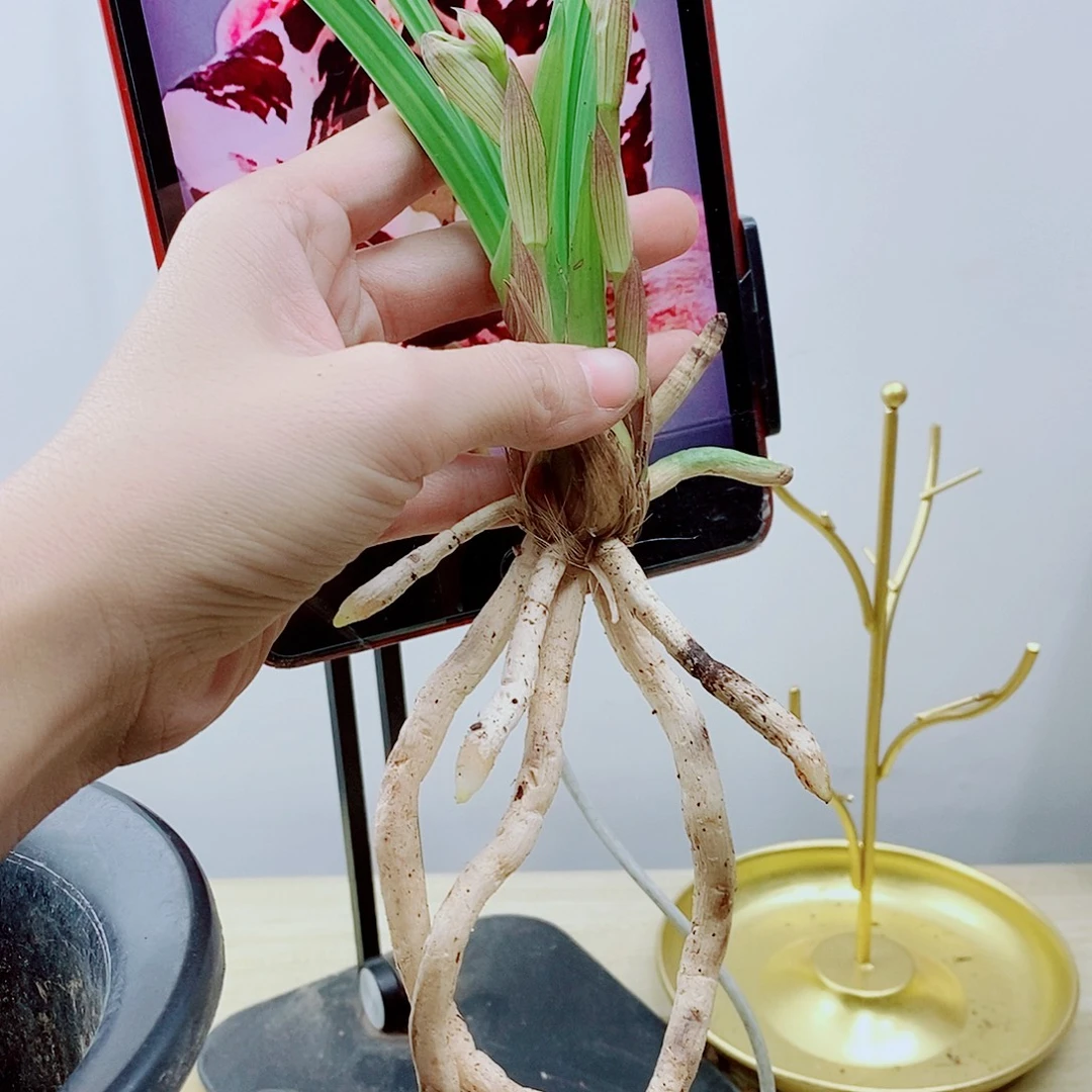 当前无花栽培后可以开花