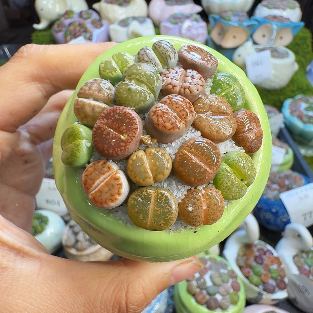 多肉植物福利冲819