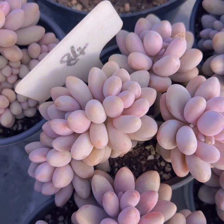 健健康康平平安安