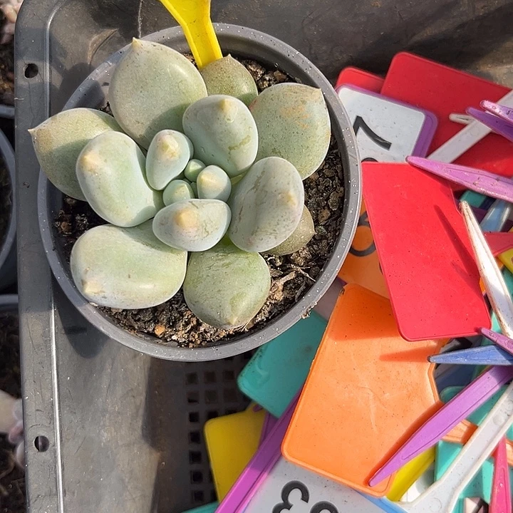 多肉植物胖体哥特891