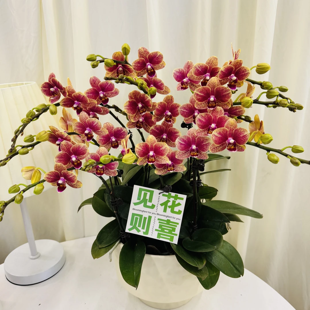 蝴蝶兰【金蝶】聚宝盆金红色系带花花苞精致组盆鲜花绿植送礼