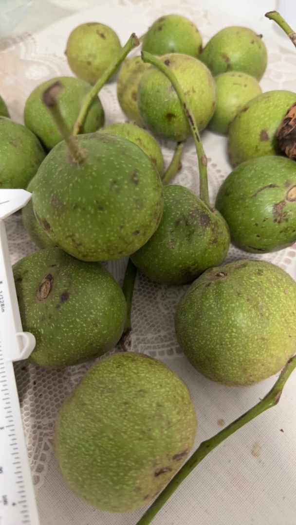 盘山品种专用链接