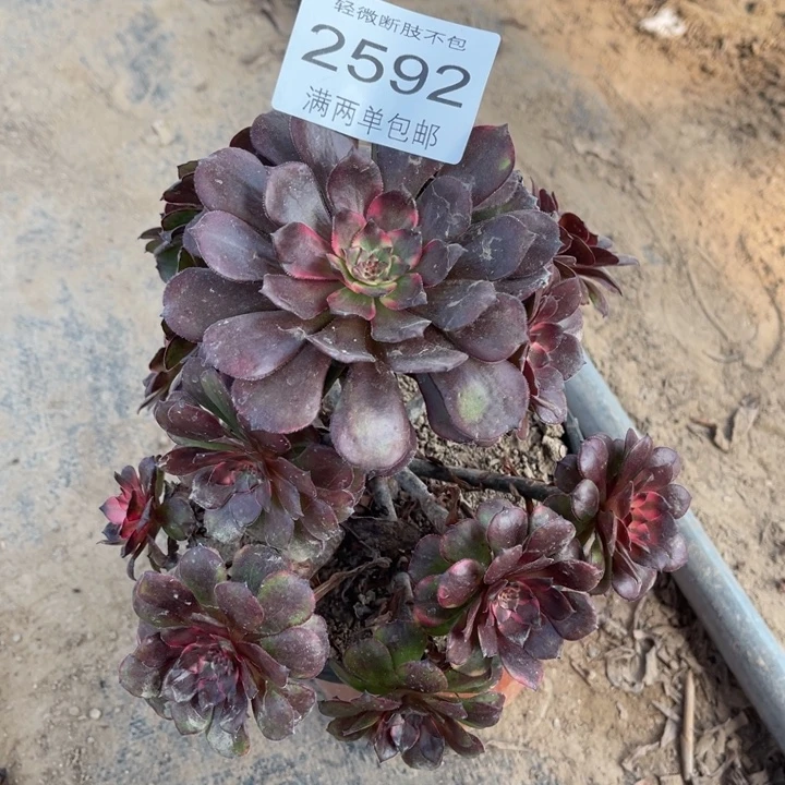 2592烟花的的的多肉