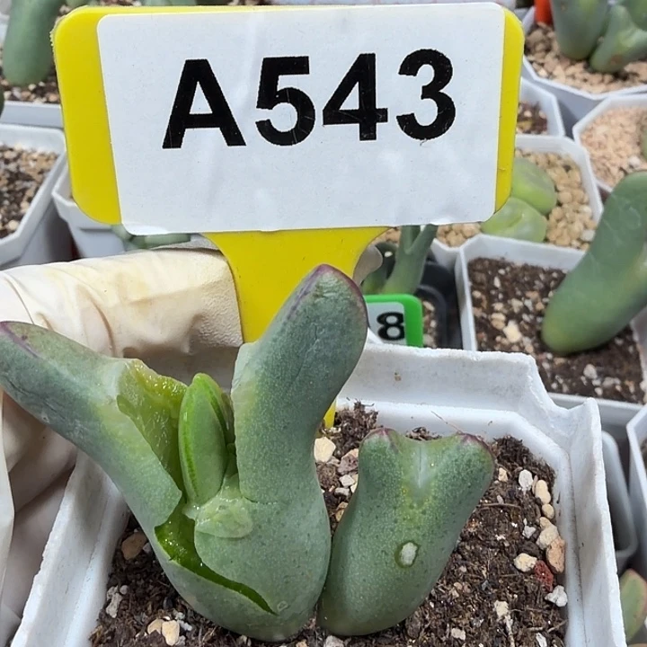 爱***的543mmmmmmmmmmmmm