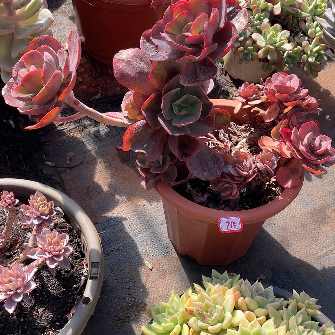 715秀妍一物一拍多肉