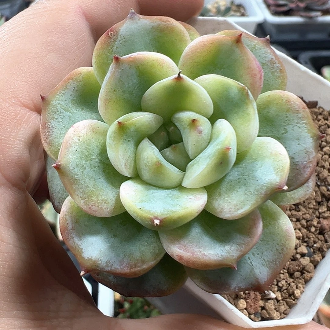 天鹅绒锦 小方花圃一物一拍
