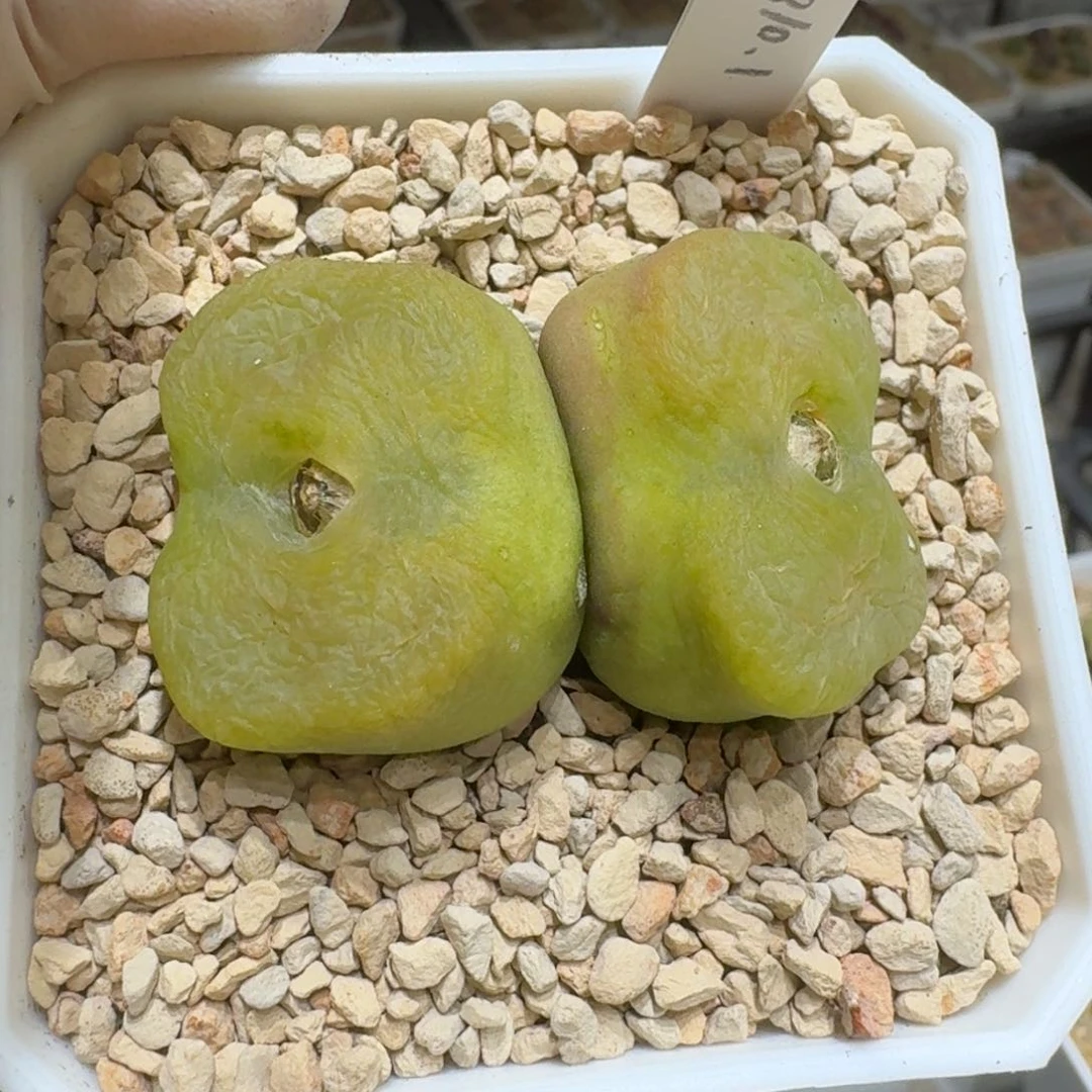 s***×0222-34蟠桃肉锥肉锥