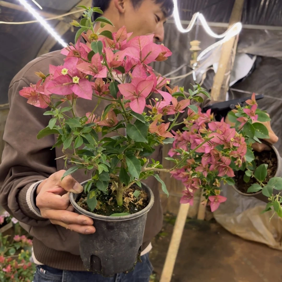 完全开放（卡亚塔）三角梅会掉花掉叶有大有小