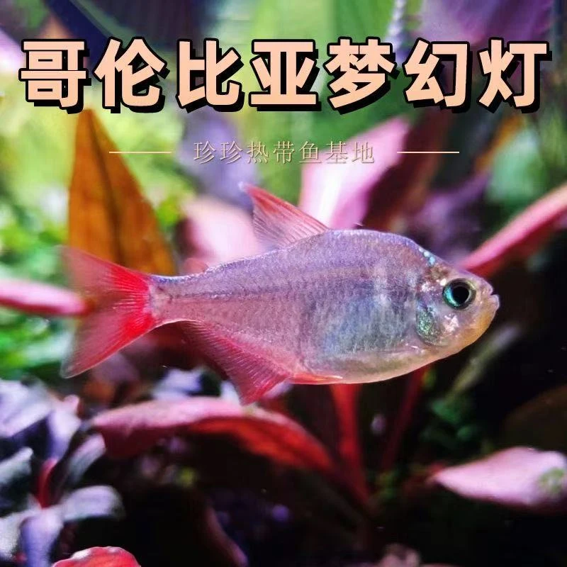 哥伦比亚梦幻灯梦幻鳍玫瑰扯旗热带灯鱼草缸溪流缸中梦幻精灵