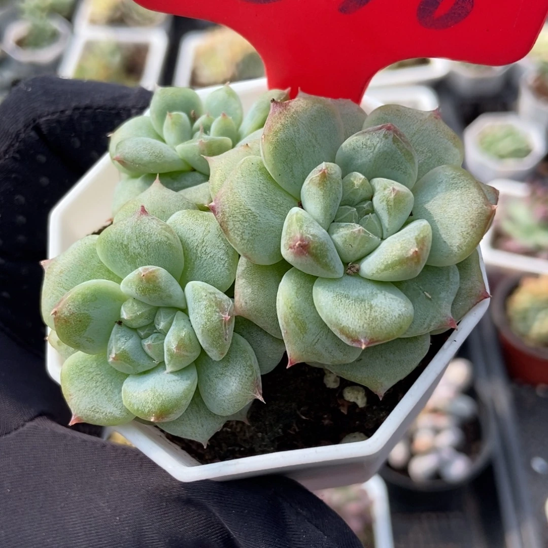 838甜心石化多肉植物