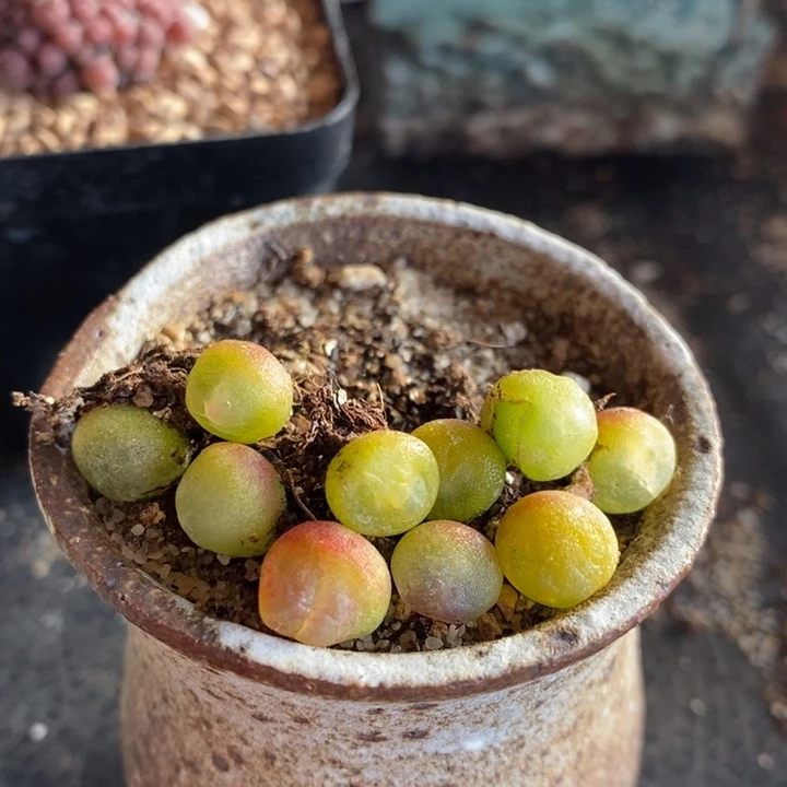 小拉登一颗 0.6厘米