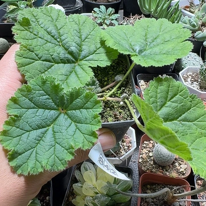 842罗伯塔洋葵带盆发货