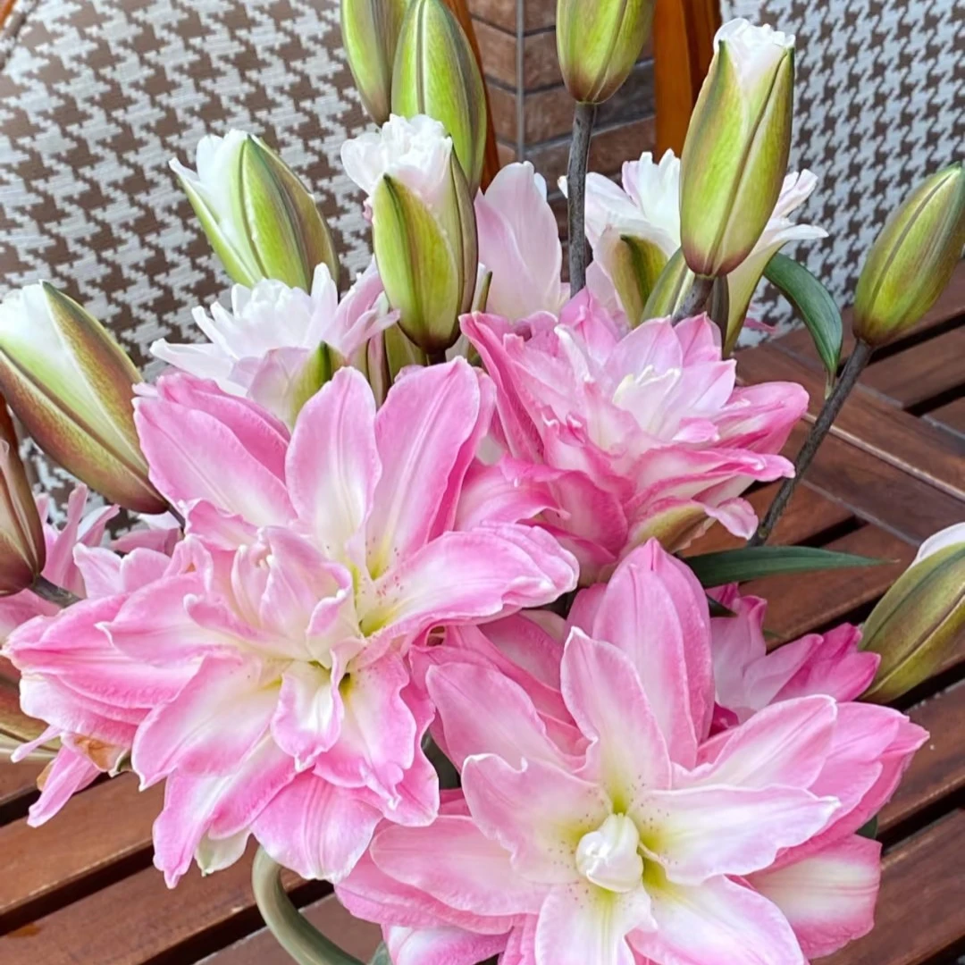 【莲花之境】18-20，进口一代重瓣香水百合种球
