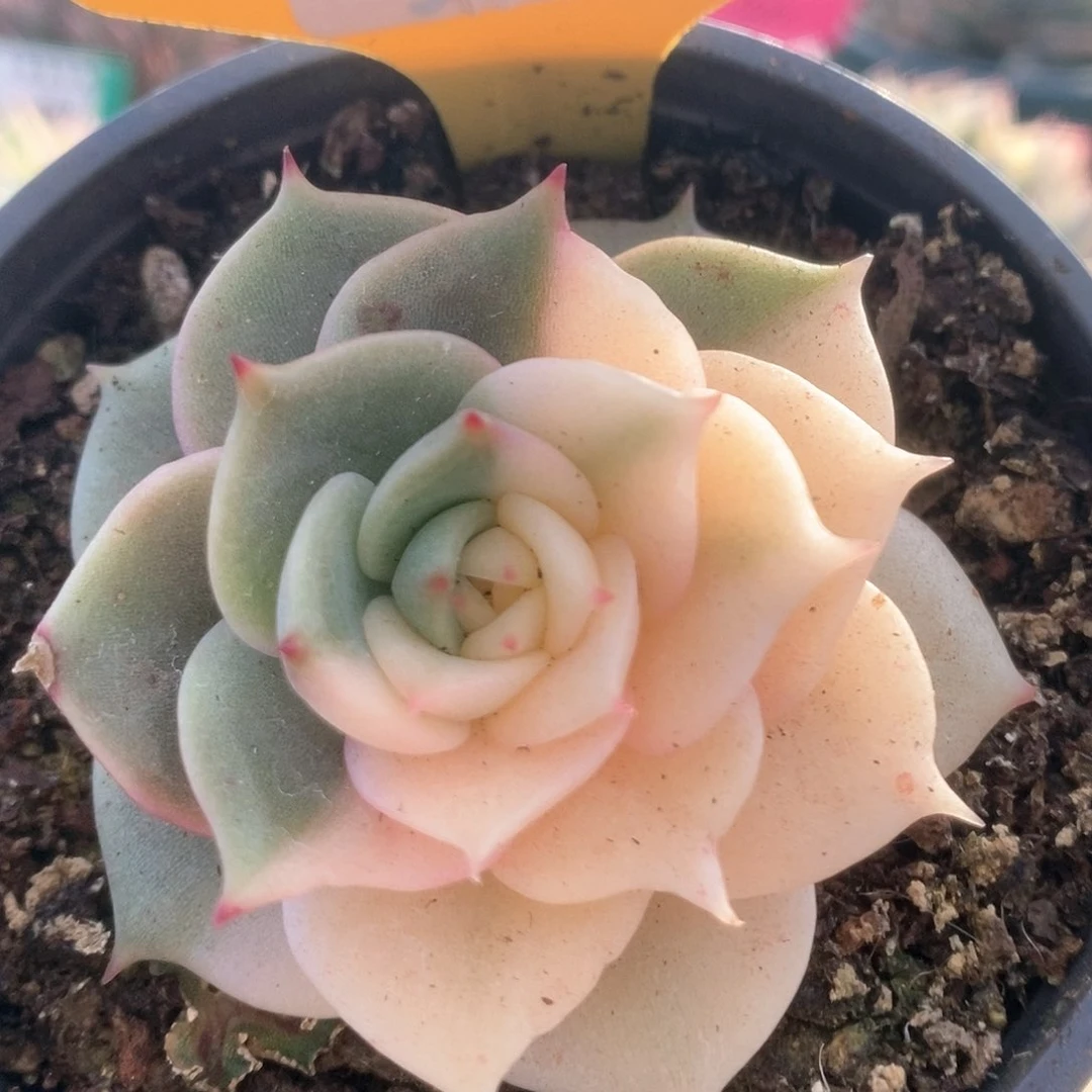 星*197锦锦锦锦锦锦锦