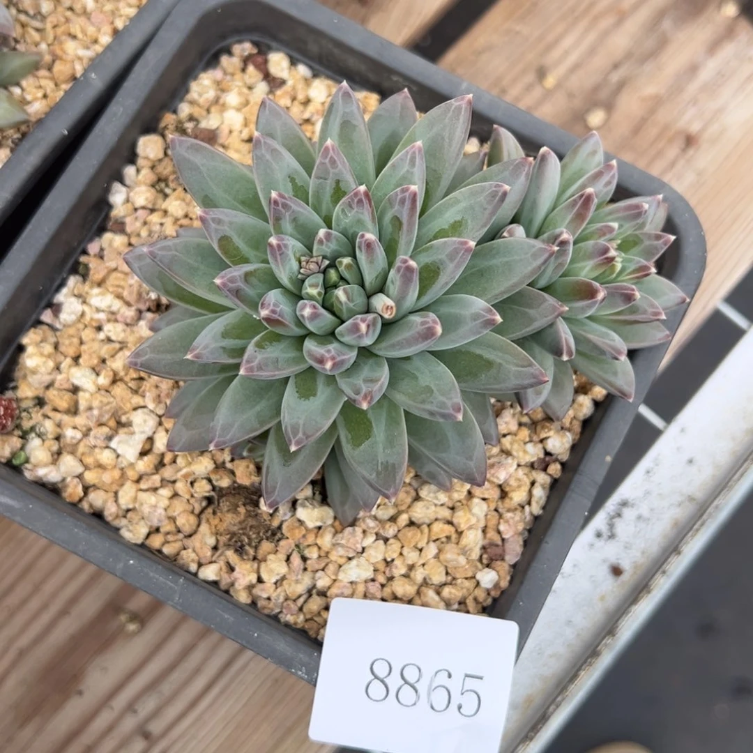 用****78865多肉多多多多多