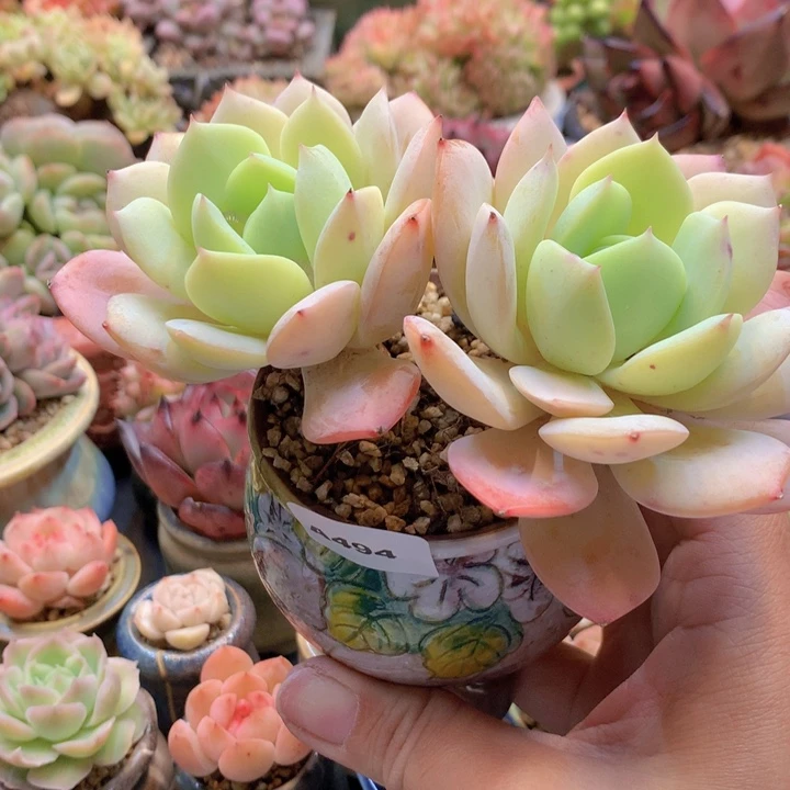 一物一拍含盆土满38包邮A494