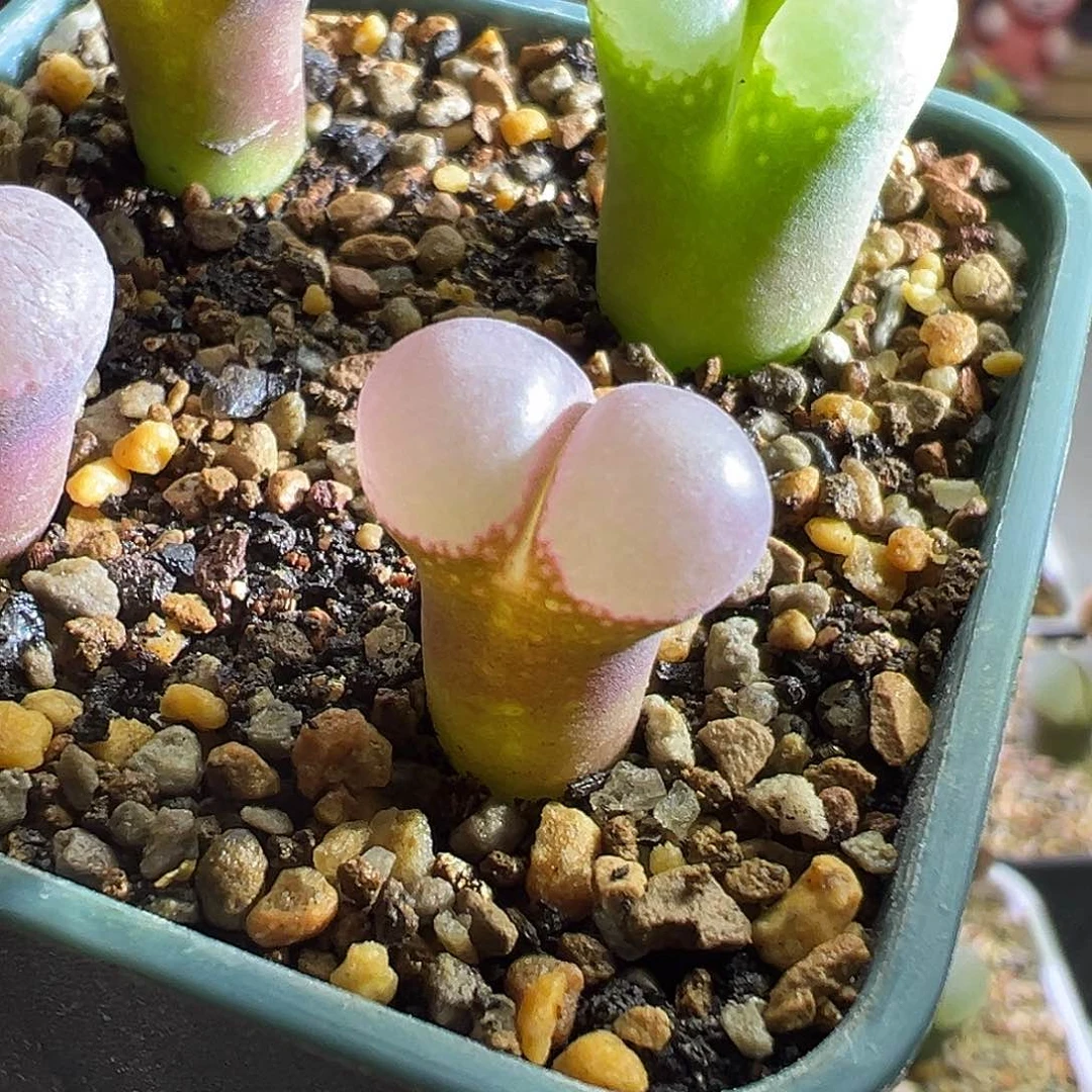 奶****葵粉灯泡。