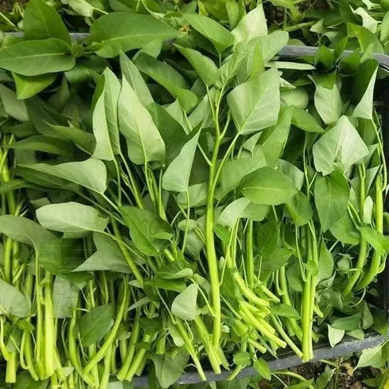 当季新鲜时蔬空心菜鲜嫩蔬菜餐饮家庭食材现摘现发藤藤菜通心菜