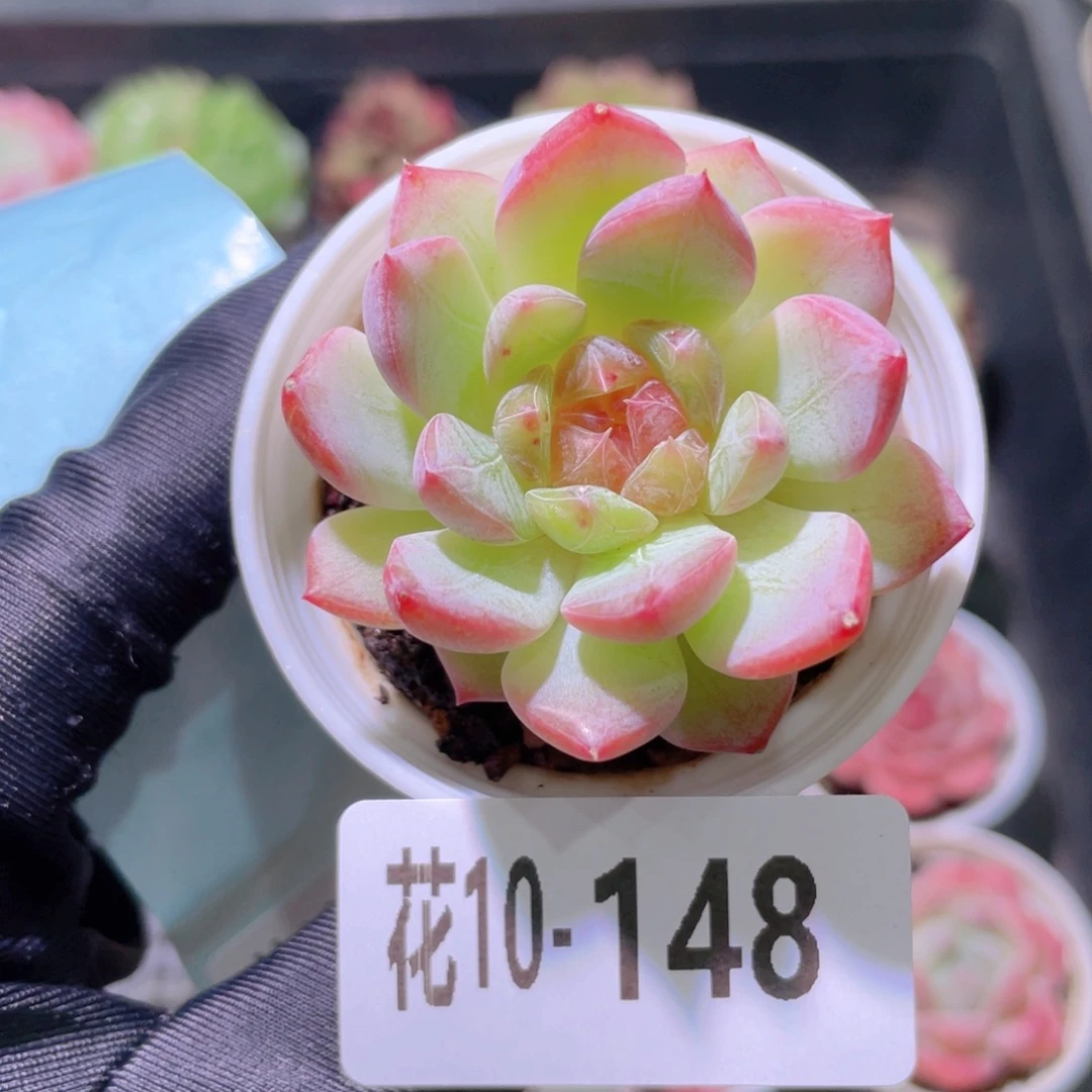 花利美10-148新品单头