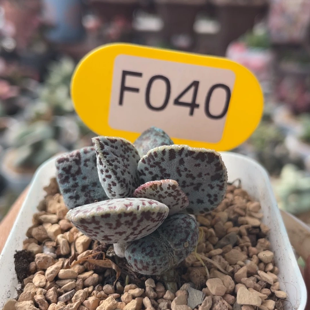 云*闲     福利。  F040。