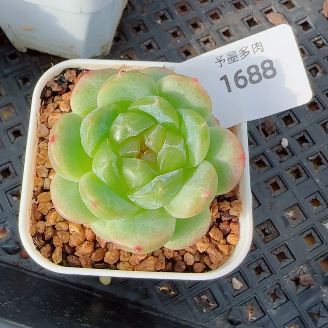 冷翠，1688多肉植物
