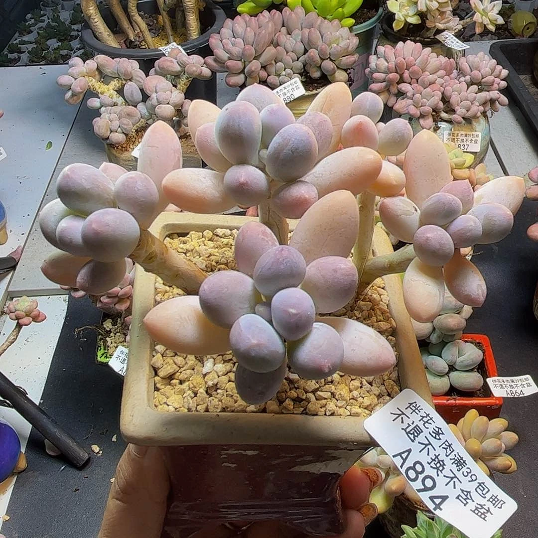 黄金手指奶酪894-10cm