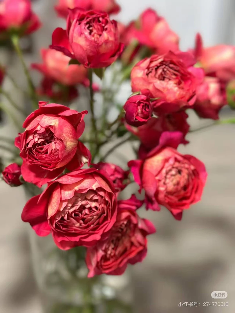 王小帅【果汁美人】月季耐寒耐高温盆栽地栽四季开花