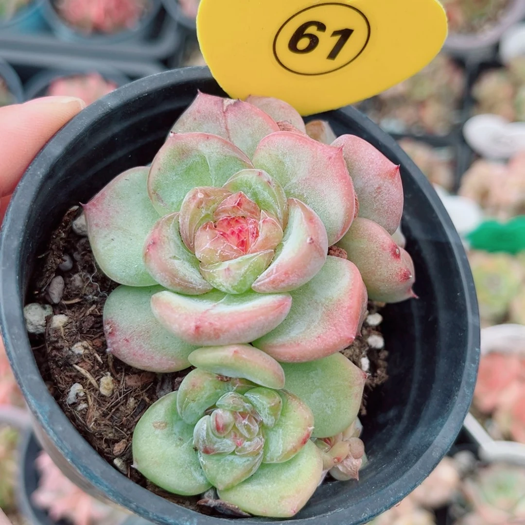 61号小老桩新品珍妮群