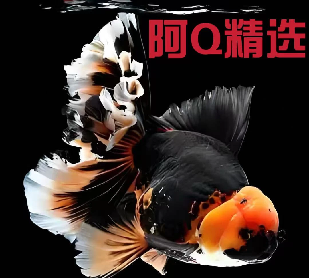 阿QQ冷水百褶千褶鱼301号-350号（粉色牌）