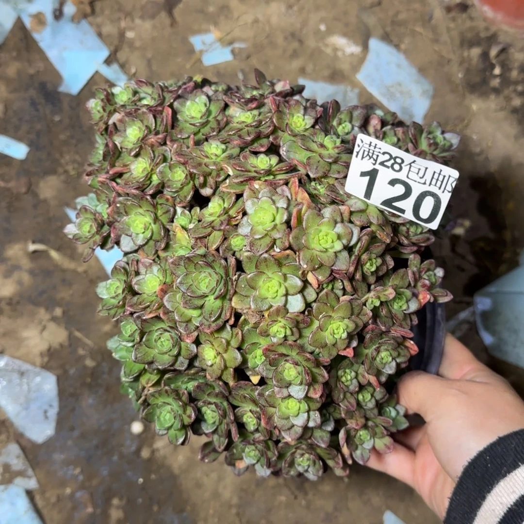 小狐狸多肉120满28包邮断枝不包瑕疵