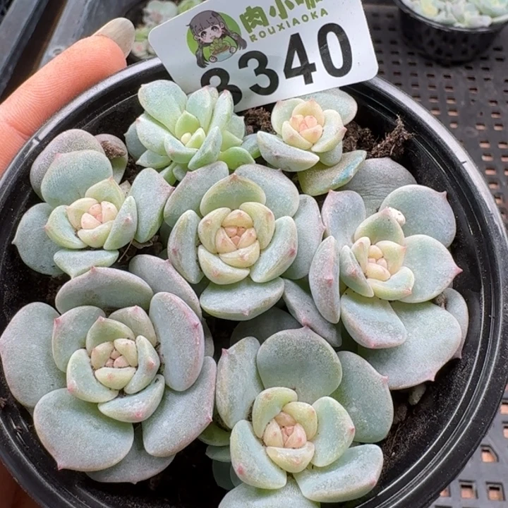 多肉植物多肉植物