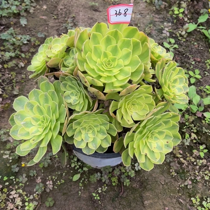 368雨荷多肉植物法师