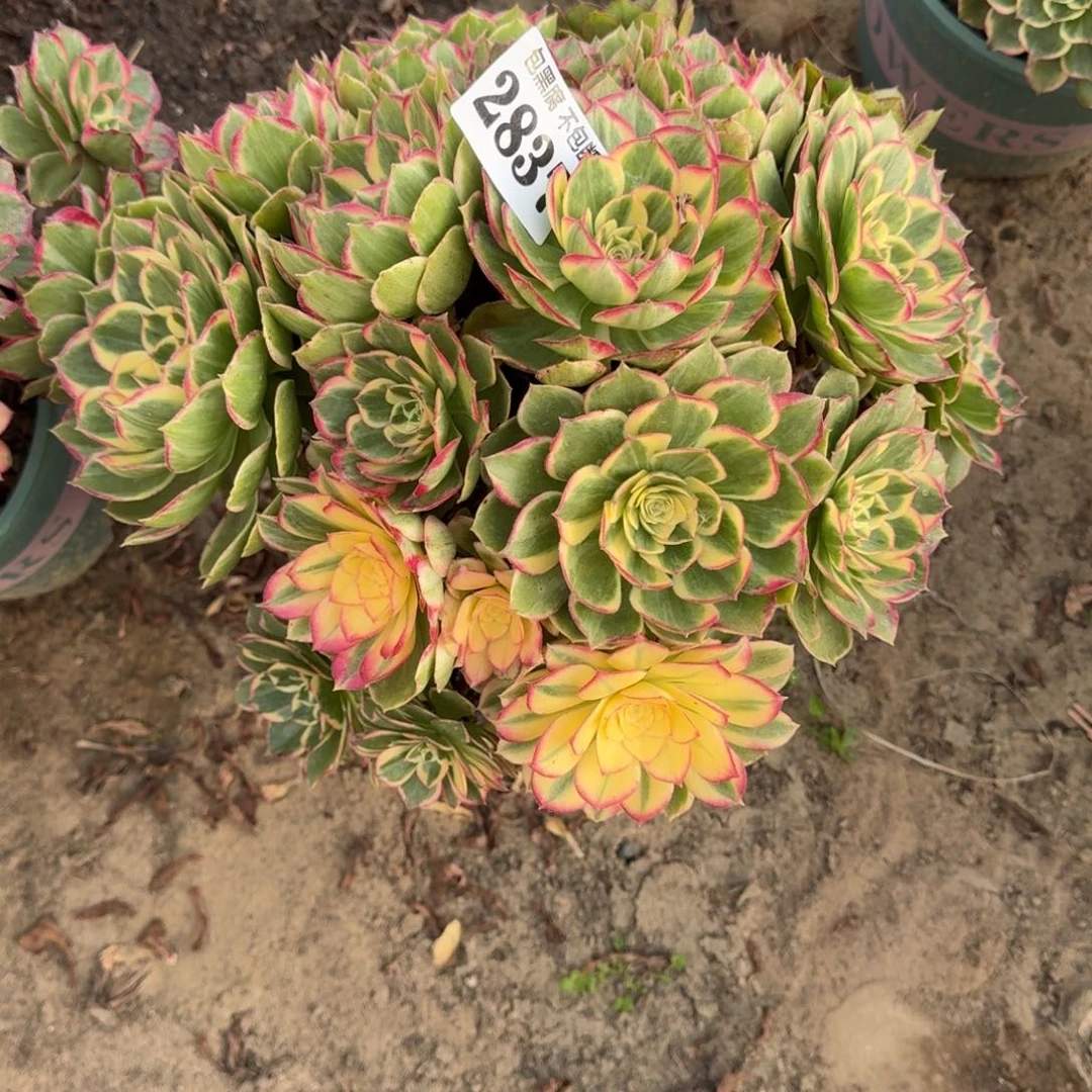 18-22法师丘比特不包断2837