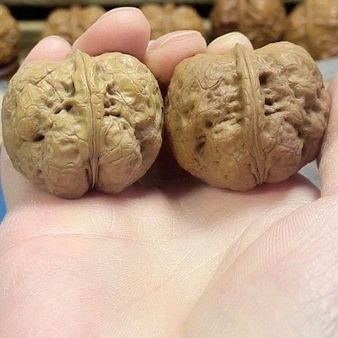 文玩核桃把件元宝蟾带彩39