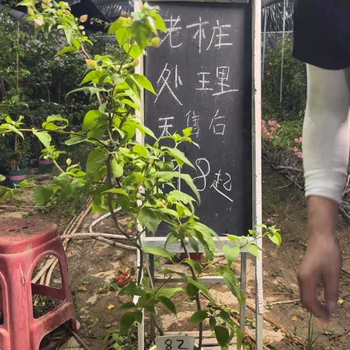无花朵三角梅三角梅82