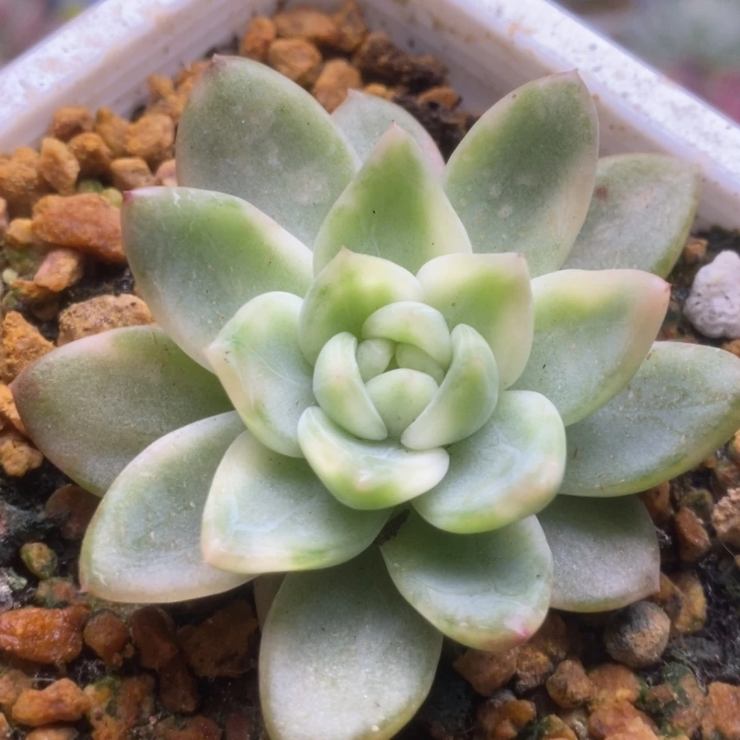 057啦啦啦啦啦啦啦啦啦啦啦