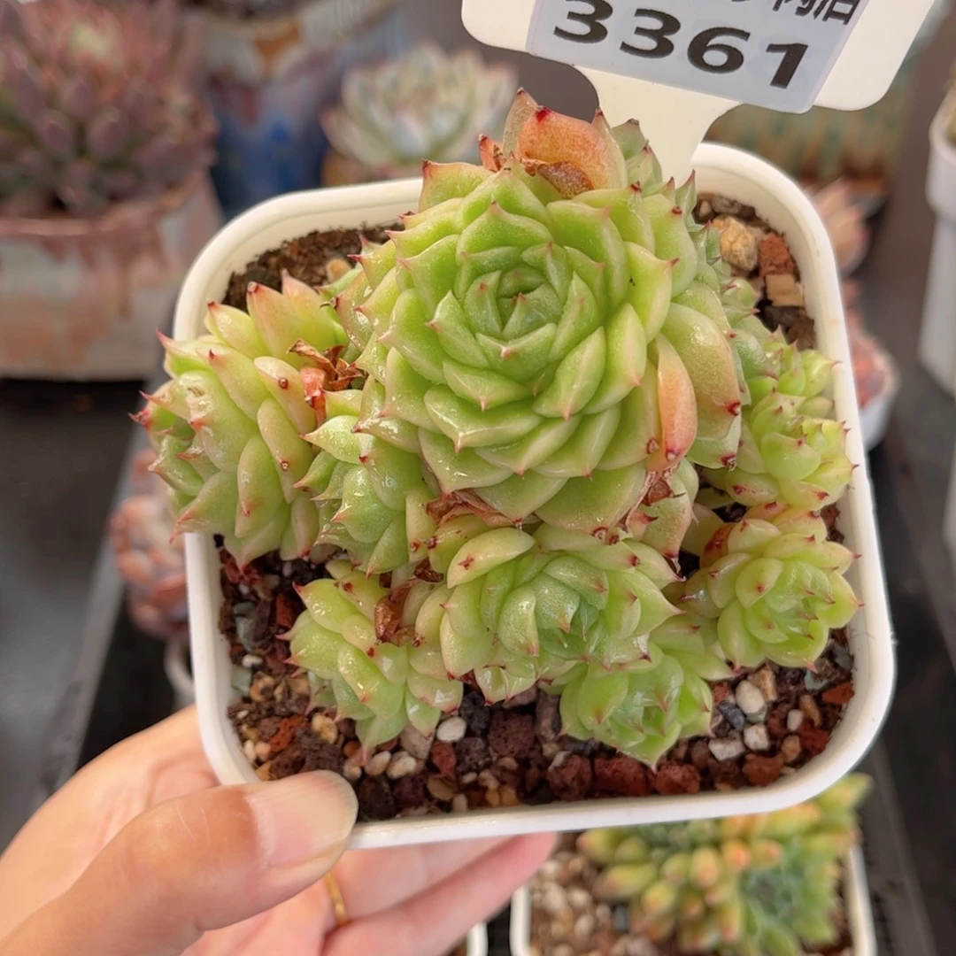 多肉植物3361 一定要拍个冷链哦