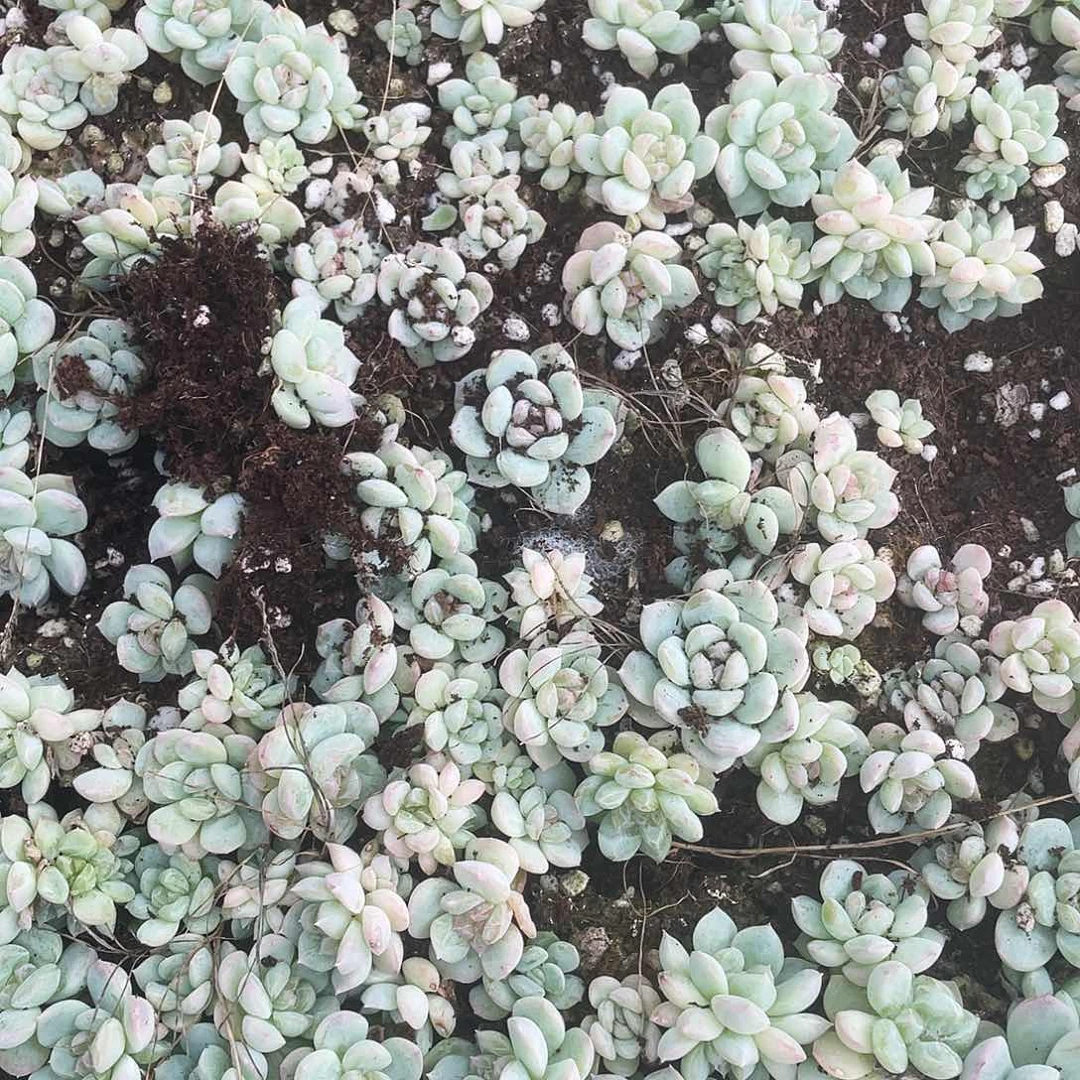 梦境中苗穴外棚一个满25包邮