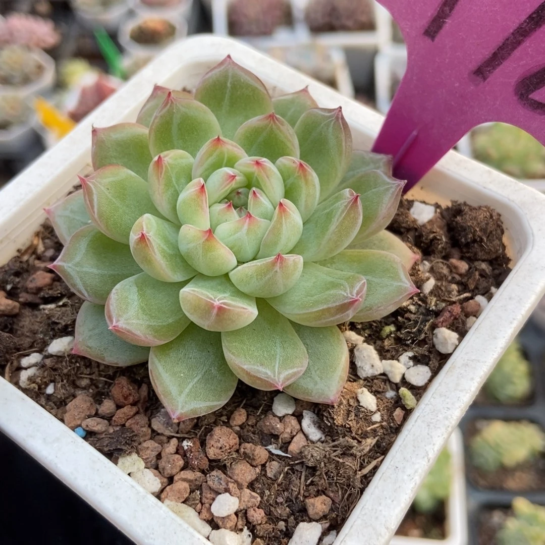 1978雪花珍妮多肉植物