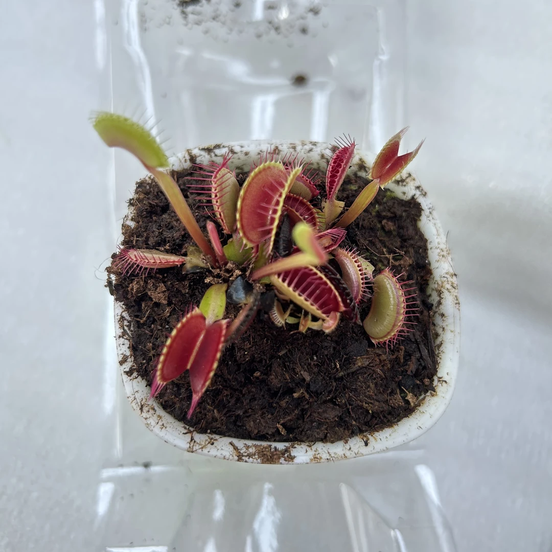 捕蝇草食虫草盆栽奇花异草绿植