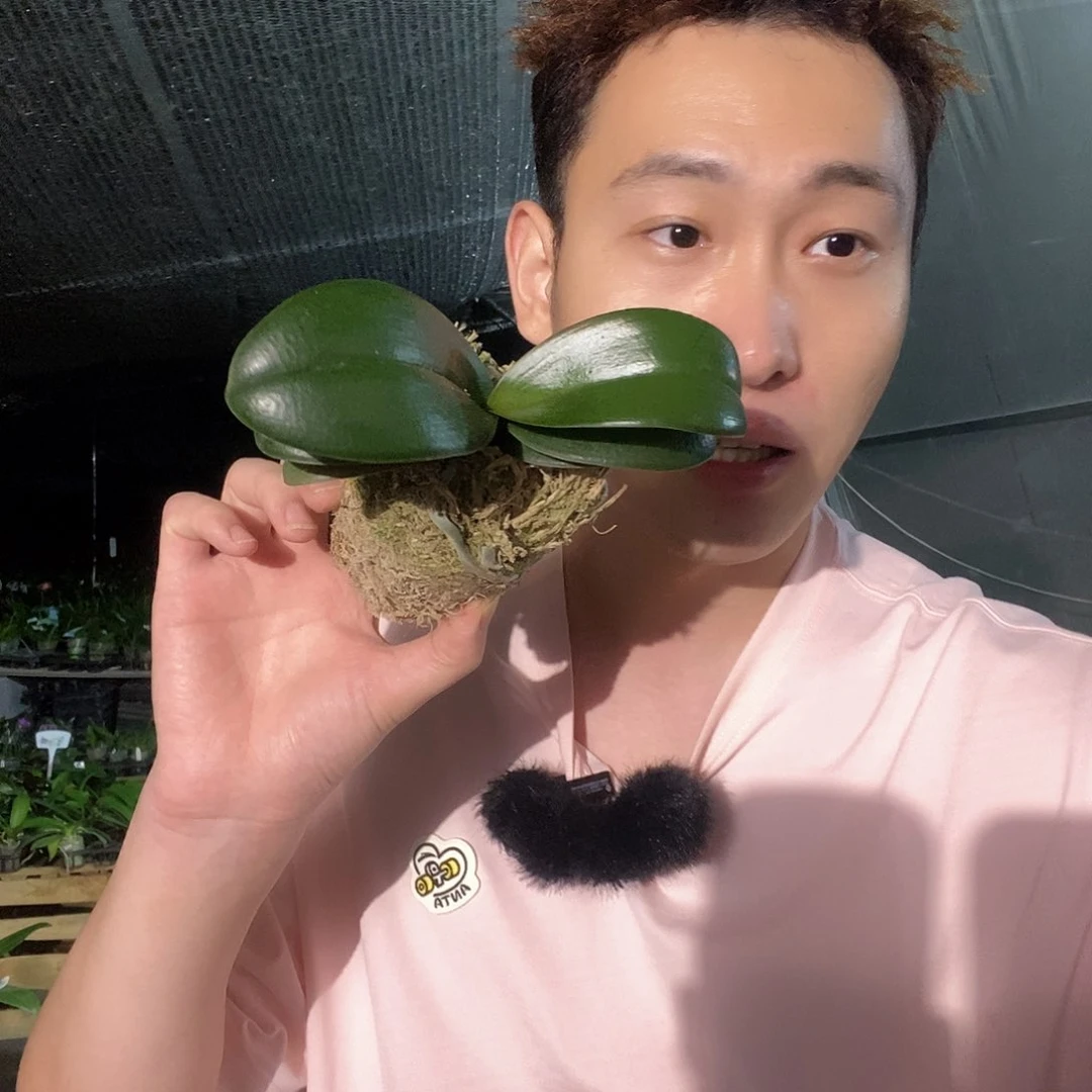 无花朵樱兰蝴蝶兰