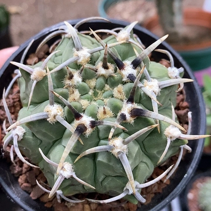 孤品实生鬼面纹路角尤粗刺三枪玉